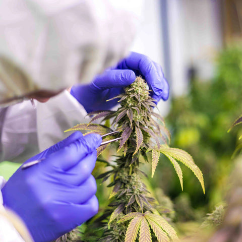 CBD (Cannabidiol)