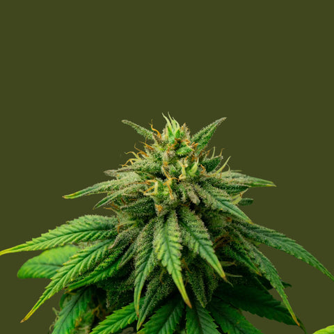 THC