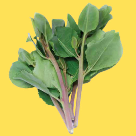 Khat (Catha edulis)